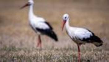 tiere: störche fliegen gen süden - schützer im wohnmobil hinterher