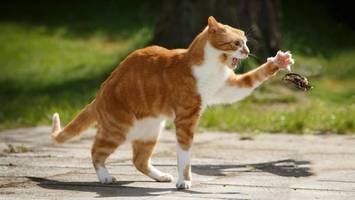 die katze lässt das mausen nicht – hamburgs artenvielfalt in gefahr