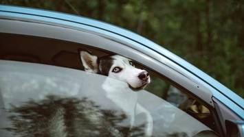 Hund im heißen Auto: Jurist erklärt, wann Eingreifen legal ist