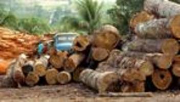 Brasilien: Amazonas hat in vier Jahrzehnten Fläche in der Größe Spaniens verloren