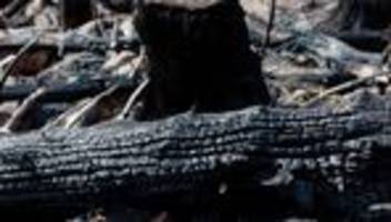 trockenheit: mittlere bis hohe waldbrandgefahr in rheinland-pfalz