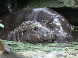 Schön und traurig zugleich: Berliner Mini-Hippo Toni zieht nach Mulhouse