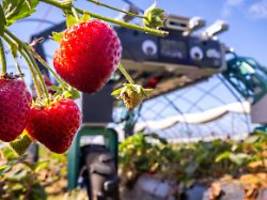Shivaa soll Betriebe entlasten: Roboter erkennt, erntet und lagert Erdbeeren