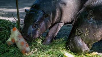 Wann Mini-Hippo Toni den Berliner Zoo verlassen muss