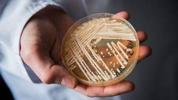 Tödlicher Pilz Candida auris alarmiert weltweit Experten