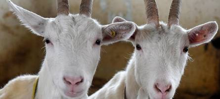 Ziegenskandal am Ammersee: Wie geht es den Ziegen, die überlebt haben?