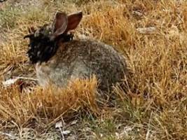 sichtungen in colorado: frankenstein-kaninchen wachsen schwarze hörner aus dem kopf