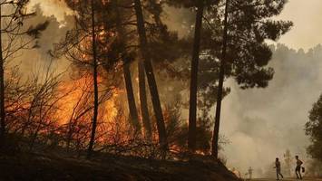 WWF warnt vor „eskalierenden Waldbränden“ in Deutschland