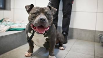Nordrhein-Westfalen erlebt bizarren Streit um Hund von Schalke-Profi