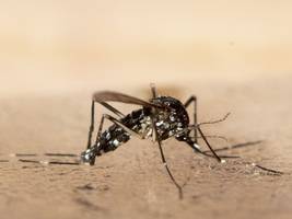 Chikungunya-Virus: „Die Bedingungen für lokale Übertragungen sind derzeit günstig“