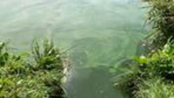 gefahr: blaualgen in badeseen in rheinland-pfalz und im saarland