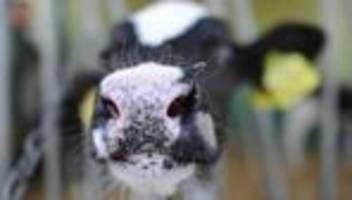 protest gegen tierhaltung: tierschützer blockieren zufahrt zu sachsenmilch