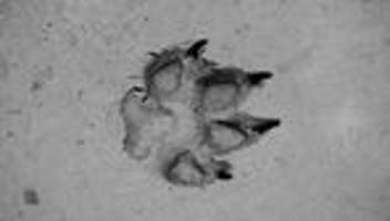 Wolfsjagd in Brandenburg: Wölfe erziehen, statt wahllos erschießen