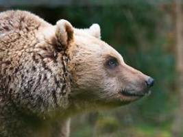 Blutspur im japanischen Gebirge: Bär schleppt Wanderer in den Wald - Mann tot