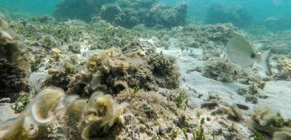Warum Hitzewellen im Mittelmeer entstehen