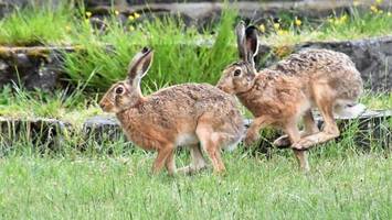hasenpest: veterinäramt rät zur vorsicht – ansteckend für menschen!