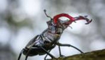tiere: insektenschwund in hessen hält an