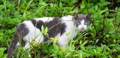 vermisste haustiere: was tun, wenn die katze nicht nach hause kommt?
