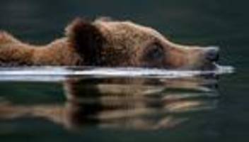 Grizzlybären: Einer von uns, nur mit Fell?
