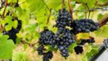Weinbau: Normales Weinjahr in Thüringen erwartet