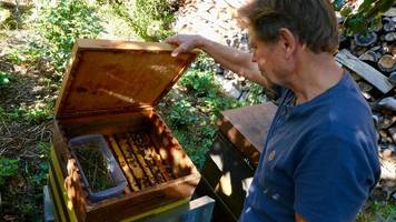 Honig aus dem Garten: Immer mehr Deutsche halten Bienen – doch an dem Boom wächst Kritik