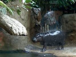Aktionswoche im Berliner Zoo: Verabschiedung von Zwergflusspferd Toni beginnt