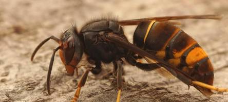 „Stellt eine existenzielle Bedrohung dar“: Imker sorgen sich um ihre Bienen