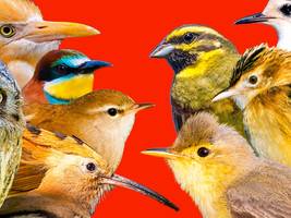 artenvielfalt: der klimawandel bringt neue vogelarten nach deutschland