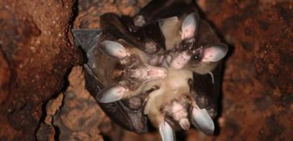 Costa Rica: Fledermäuse beim Umarmen gesichtet