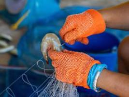 Potenzielles Gesundheitsrisiko: Walmart ruft Shrimps wegen möglicher radioaktiver Belastung zurück