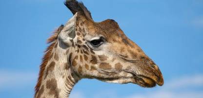 Giraffen: Vier verschiedene Arten offiziell anerkannt