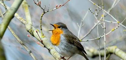 Vögel singen wegen Lichtverschmutzung länger - weltweite Untersuchung