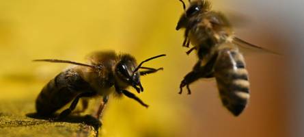 was ist vom bürgerbegehren rettet die bienen geblieben?