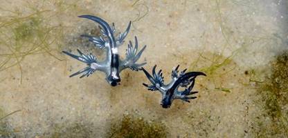 spanien: »blauer drache« sorgt zweitweise für strand-sperrungen