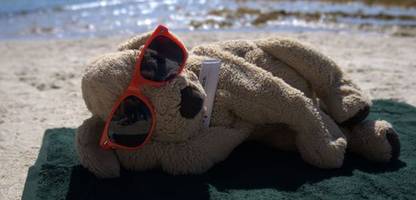 Australien: In Hotel vergessener Plüschhund Jack wird zum Internetstar