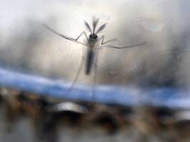 Infektionskrankheiten: Mücken in Europa: Früher lästig, heute gefährlich