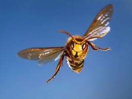 Plagegeister im Sommer: Wespenstich: Was die Schmerzen lindert