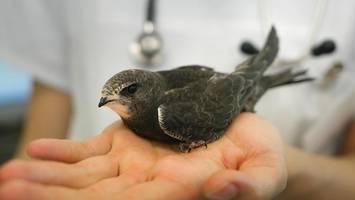adoption unter mauerseglern: nabu leistet hilfe für verwaiste vögel