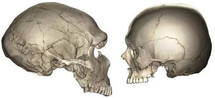 Sex zwischen Neandertaler und Homo sapiens: Ältester Nachweis entdeckt