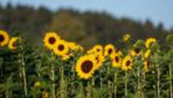 wochenstart: sommer dreht auf - dienstag bis zu 30 grad
