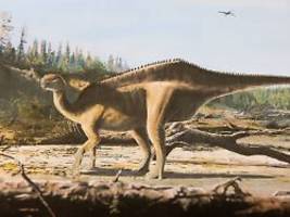 Zur sexuellen Signalgebung?: Neue Dinosaurier-Art mit Rückensegel entdeckt