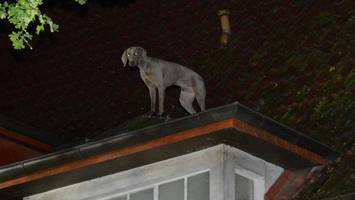 Feuerwehr rettet Hund Kingsman vom Dach eines Wohnblocks