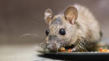 Maus in der Klebefalle – schlimmer Fall von Tierquälerei vor Gericht