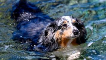 Hunde gehen baden – was für das Tier zur tödlichen Gefahr werden kann
