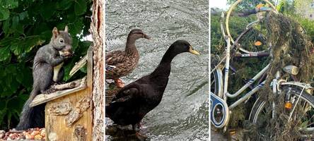 Tierisches Augsburg: Von Eichhörnchen, Enten und schwimmenden (Draht-)Eseln