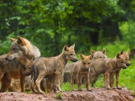 Artenvielfalt: Drei Fotos weisen auf Wolfsrudel im Fichtelgebirge hin