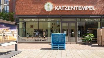 Katzencafé öffnet in der HafenCity nach Insolvenz – Datum steht fest