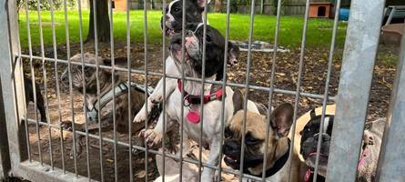 Zwölf Französische Bulldoggen aus einer Qualzucht gerettet