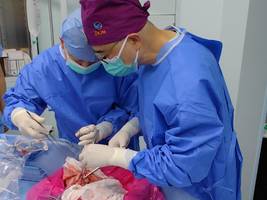 Medizin: Erstmals Schweinelunge in hirntoten Menschen transplantiert
