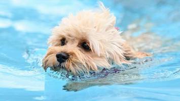 Hundebaden: Diese Berliner Freibäder öffnen für Vierbeiner